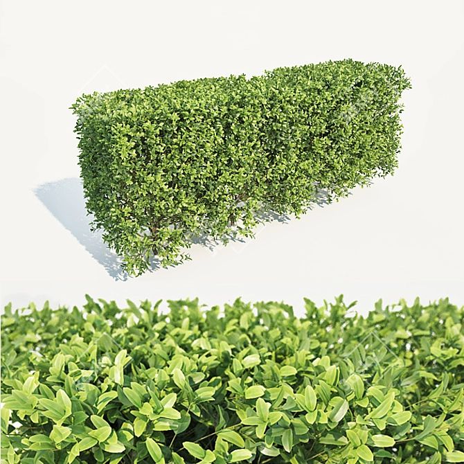 Versatile Buxus Hedge, 70cm: Perfect for Scattering 3D model image 1
