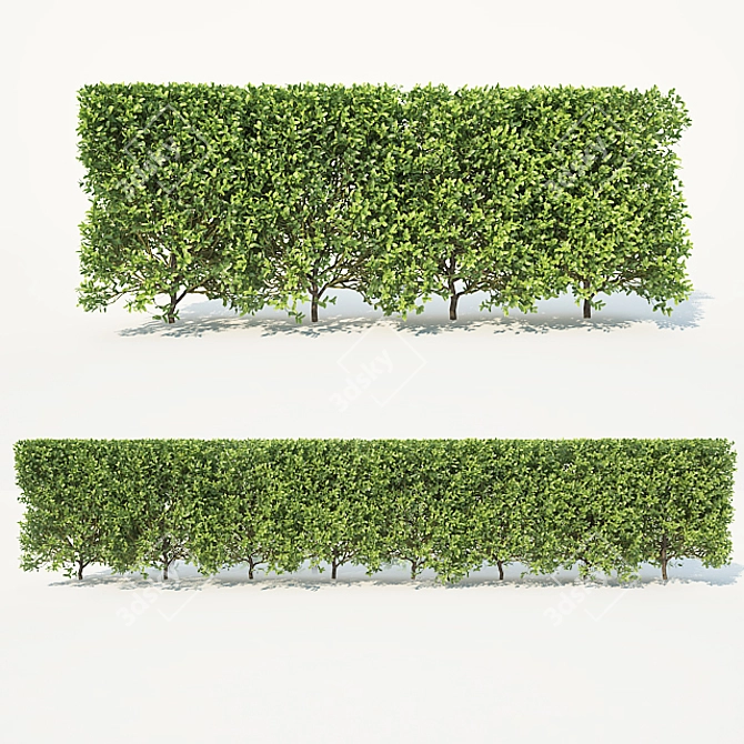 Versatile Buxus Hedge, 70cm: Perfect for Scattering 3D model image 2
