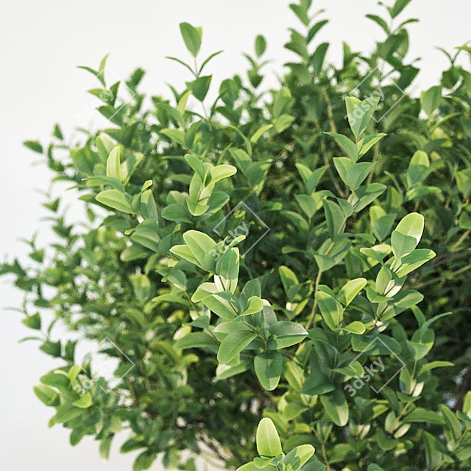 Versatile Buxus for Stunning Landscapes 3D model image 2