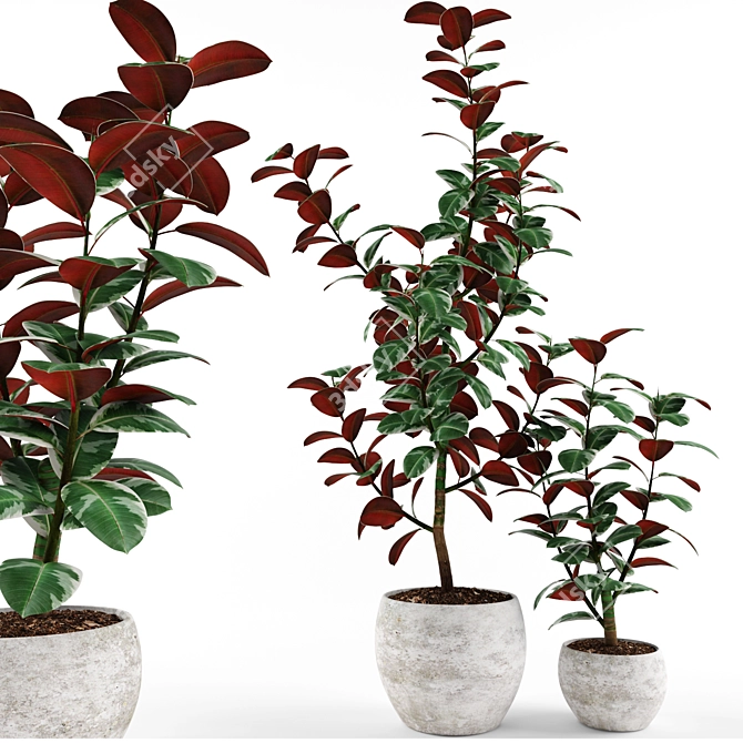 Ficus: Vibrant Indoor Plant 3D model image 1