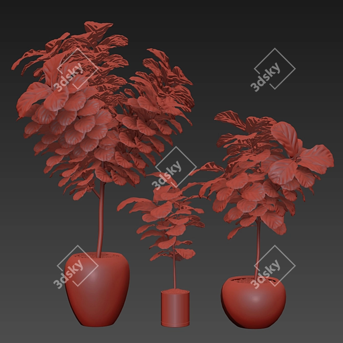 Ficus Lyrata: Stunning 3 Sezi 3D model image 2