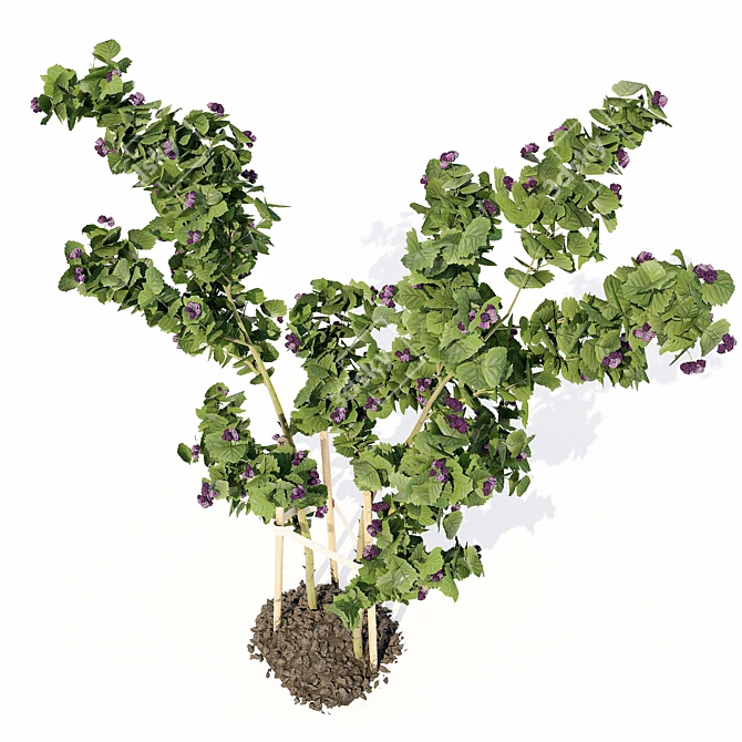 Bountiful Backyard Blackberry Bush 3D model image 3