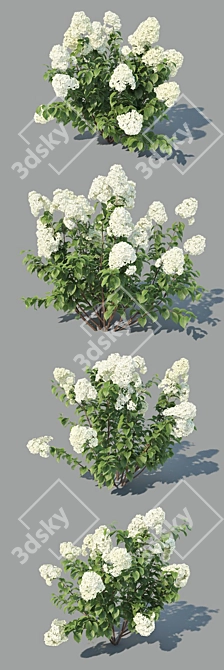 Versatile Hydrangea Paniculata: 4 Variations 3D model image 2