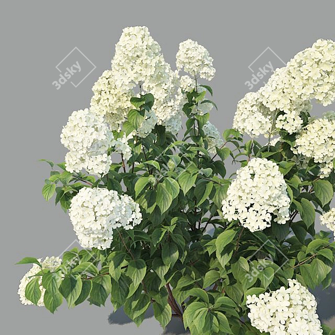 Versatile Hydrangea Paniculata: 4 Variations 3D model image 3