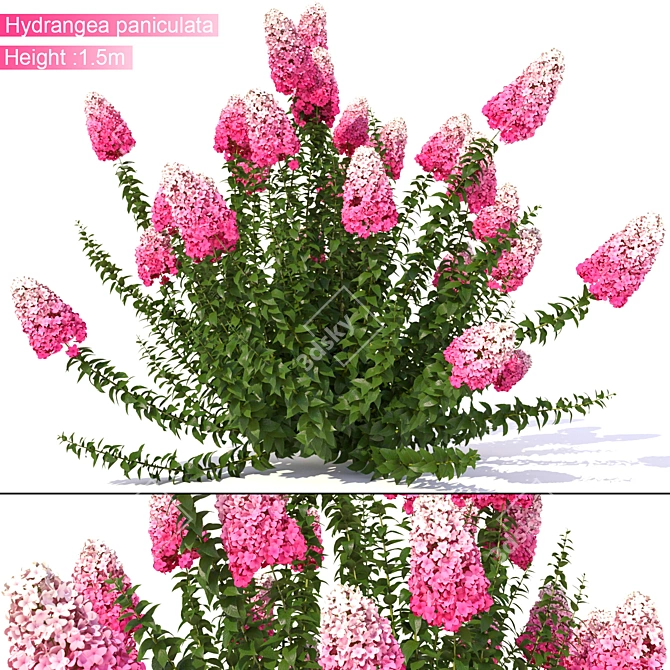 3Dmax 21014: Hydrangea Paniculata 3D model image 1