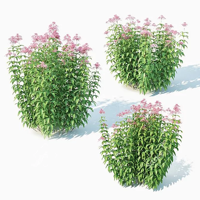 Eupatorium Purpureum: Vibrant Scatter Foliage 3D model image 1