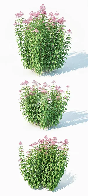 Eupatorium Purpureum: Vibrant Scatter Foliage 3D model image 2