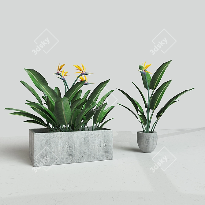 Crane Flower: Elegant Evergreen Perennial 3D model image 1