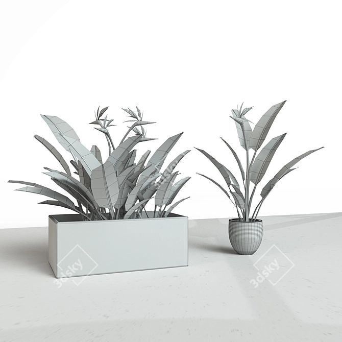 Crane Flower: Elegant Evergreen Perennial 3D model image 2