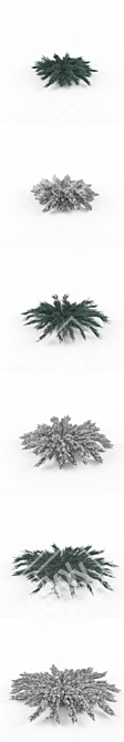Juniperus Blue Chip - Various Sizes 3D model image 2