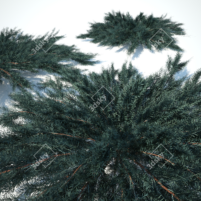 Juniperus Blue Chip - Various Sizes 3D model image 3