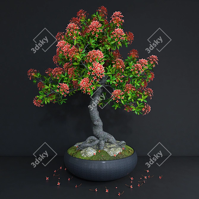 High-performance Ixora coccinea 3D model image 1