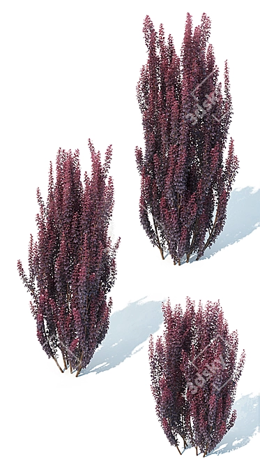 Elegant Berberis Pillar Shrub 3D model image 3