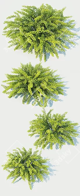 Berberis Thunbergii Green Carpet: Versatile & Pristine Ground Cover 3D model image 2