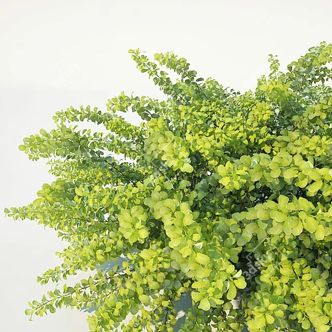 Berberis Thunbergii Green Carpet: Versatile & Pristine Ground Cover 3D model image 3