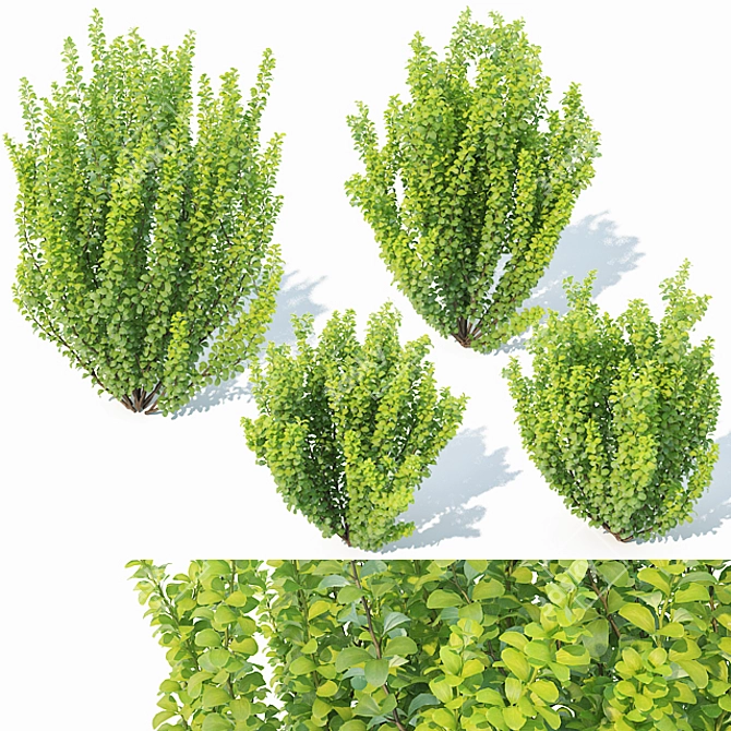 Erecta Berberis Thunbergii: Precision-Crafted Foliage 3D model image 1