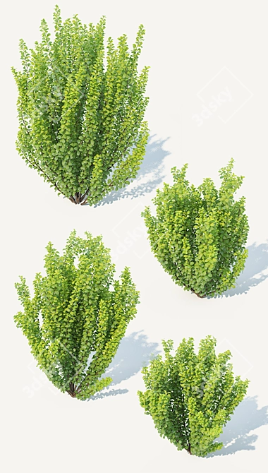 Erecta Berberis Thunbergii: Precision-Crafted Foliage 3D model image 2