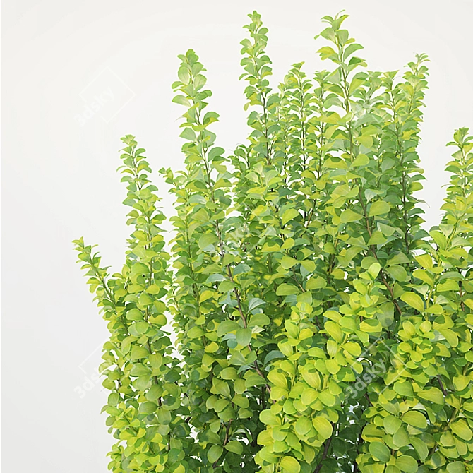 Erecta Berberis Thunbergii: Precision-Crafted Foliage 3D model image 3