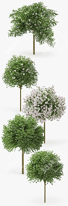 Tropical Hibiscus Tree: Stunning 3D Model 3D model image 2