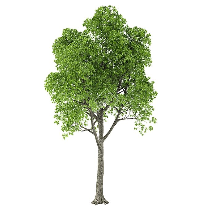 Glowing Tree 10: 3D Model 3D model image 2