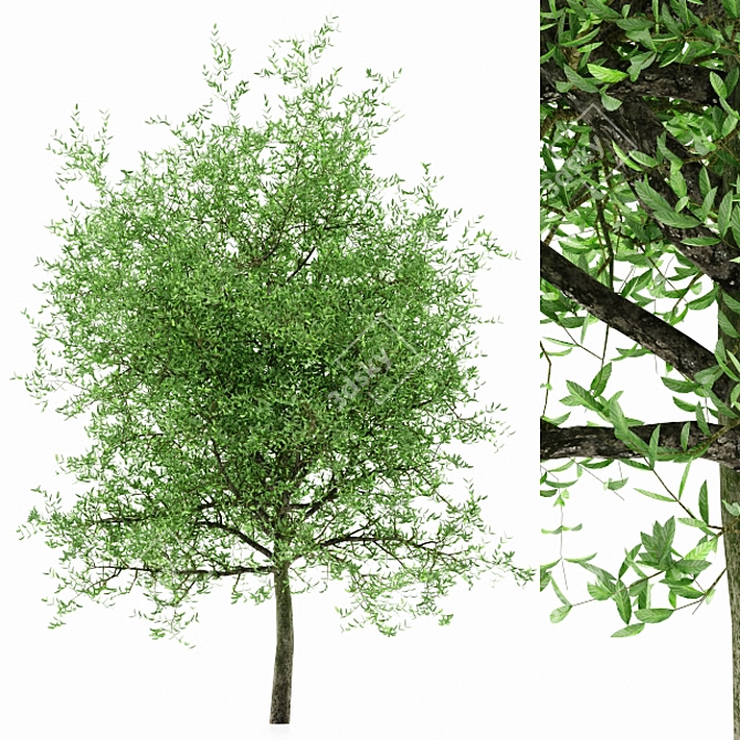 Vray-Ready Plant Models Collection 3D model image 1