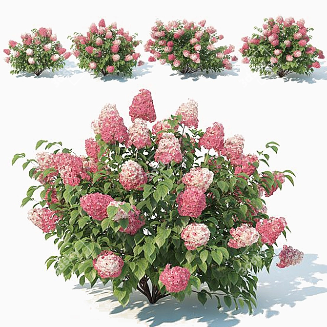 Ruby Red Hydrangea #2 - 4 Sizes 3D model image 1