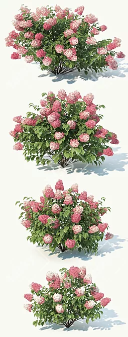 Ruby Red Hydrangea #2 - 4 Sizes 3D model image 2