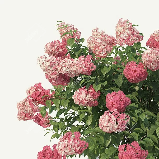Ruby Red Hydrangea #2 - 4 Sizes 3D model image 3