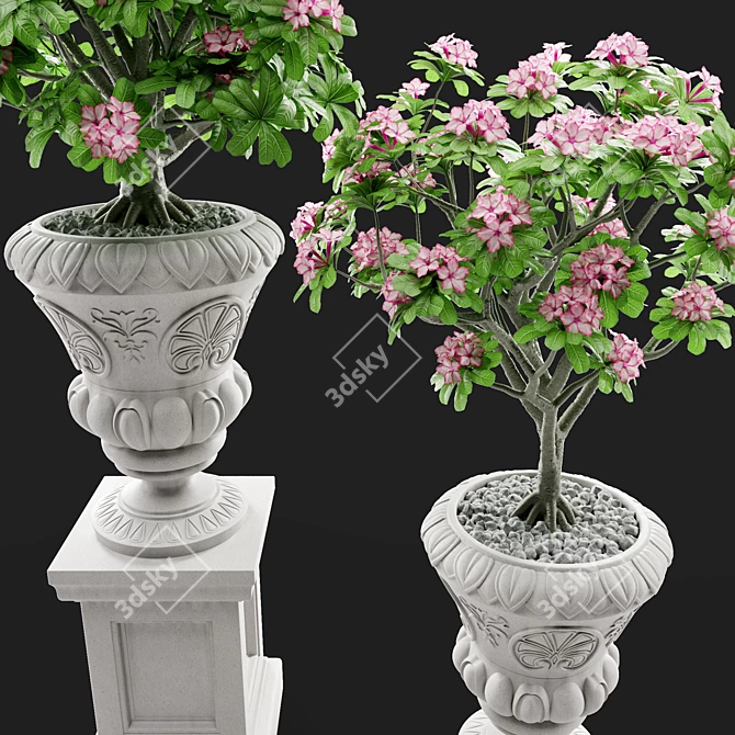 Adenium Desert Rose - Classic Elegance 3D model image 1