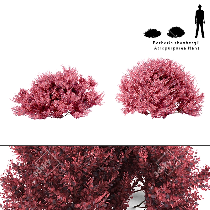 Compact Barberry Thunberg Bush | Atropurpurea Nana 3D model image 1