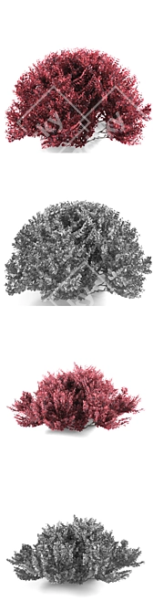 Compact Barberry Thunberg Bush | Atropurpurea Nana 3D model image 2