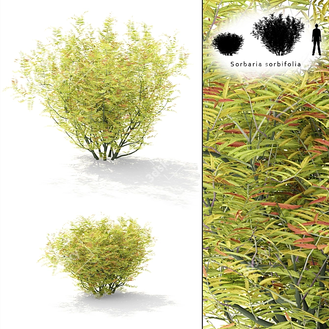 Rowberry Rowan Bush | Sorbaria Sorbifolia: Lifelike Plant Replica 3D model image 1