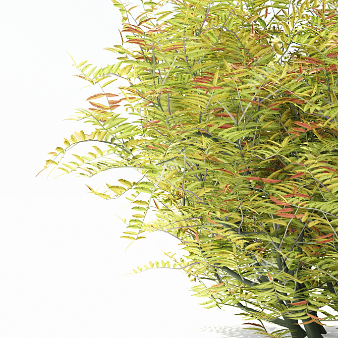 Rowberry Rowan Bush | Sorbaria Sorbifolia: Lifelike Plant Replica 3D model image 3