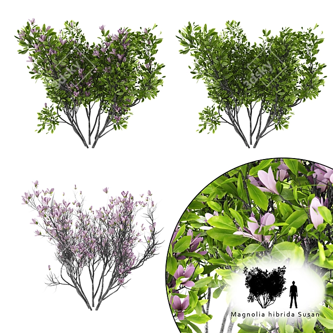 Beautiful Magnolia Susan Bush 3D model image 1