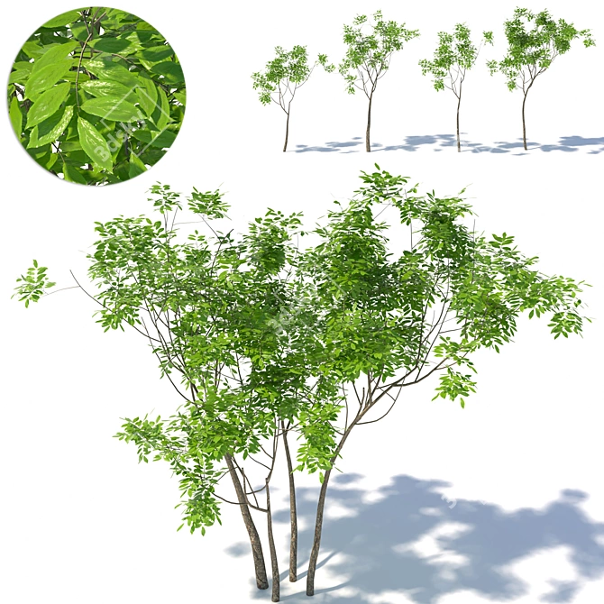 Small Tree 01 - 3Dmax 2014 + Corona + FBX 3D model image 1