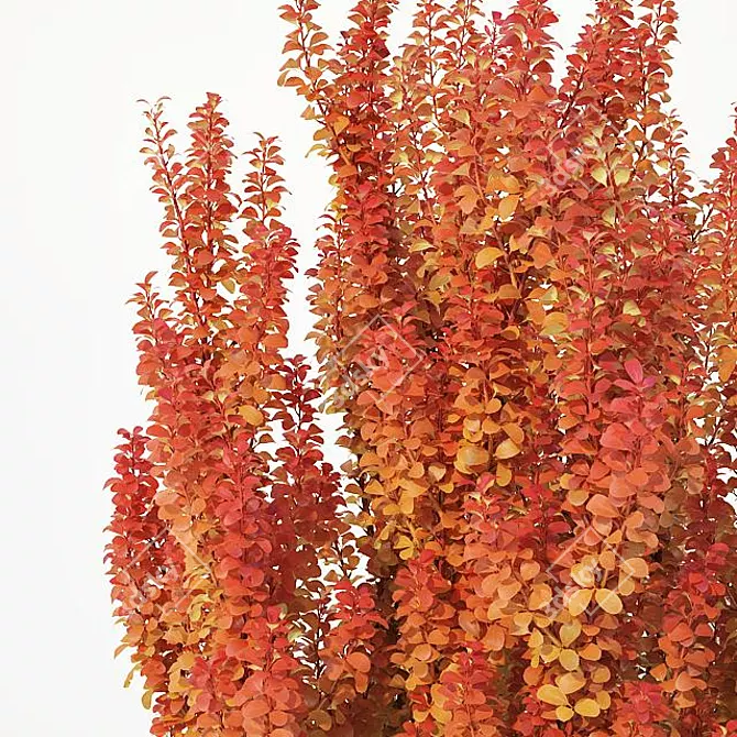 Exquisite Berberis Thunbergii Foliage 3D model image 3