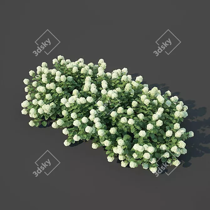 Versatile Hydrangea Arborescens: Customizable Floral Bush 3D model image 3