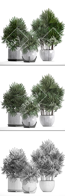 Exquisite Collection: Rhapis excelsa Palms 3D model image 3