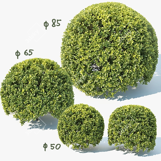 Title: Sculpted Buxus Sempervirens Sphere 3D model image 1