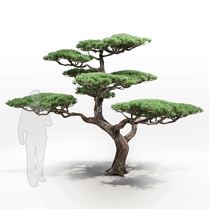 Mountain Pine: Decorative and Exquisite 3D model image 1