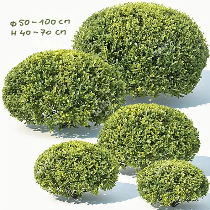 Deluxe Buxus Sempervirens #10: Beautifully Crafted Oval Plant 3D model image 1