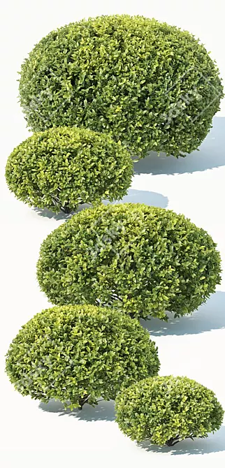 Deluxe Buxus Sempervirens #10: Beautifully Crafted Oval Plant 3D model image 2