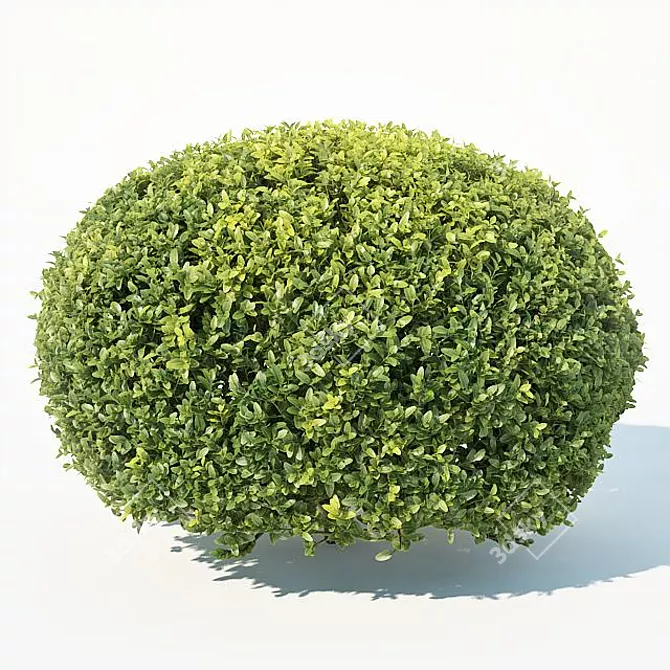 Deluxe Buxus Sempervirens #10: Beautifully Crafted Oval Plant 3D model image 3