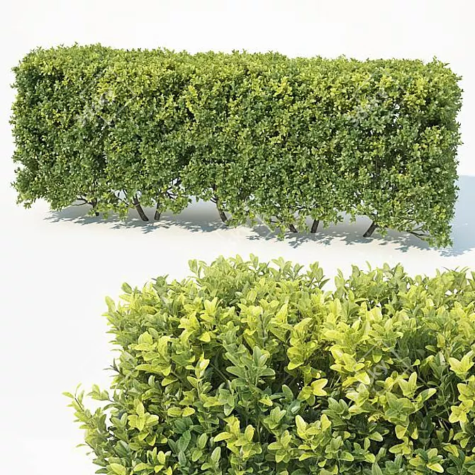 Versatile Modular Hedge - Buxus Sempervirens 3D model image 1