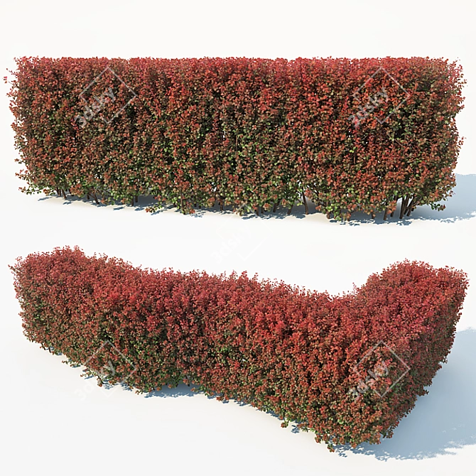 Customizable Berberis Thunbergii Hedge 3D model image 1