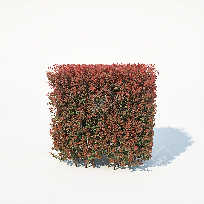Customizable Berberis Thunbergii Hedge 3D model image 3