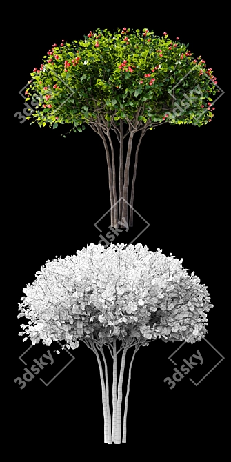 Hawthorn Plow | Crataegus Persimilis 3D model image 2