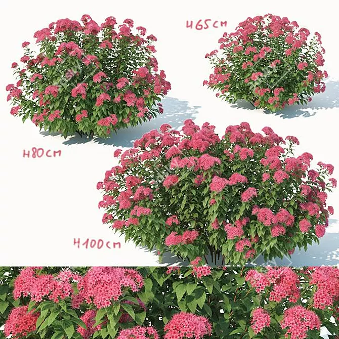 Versatile Spirea: 3 Sizes 3D model image 1