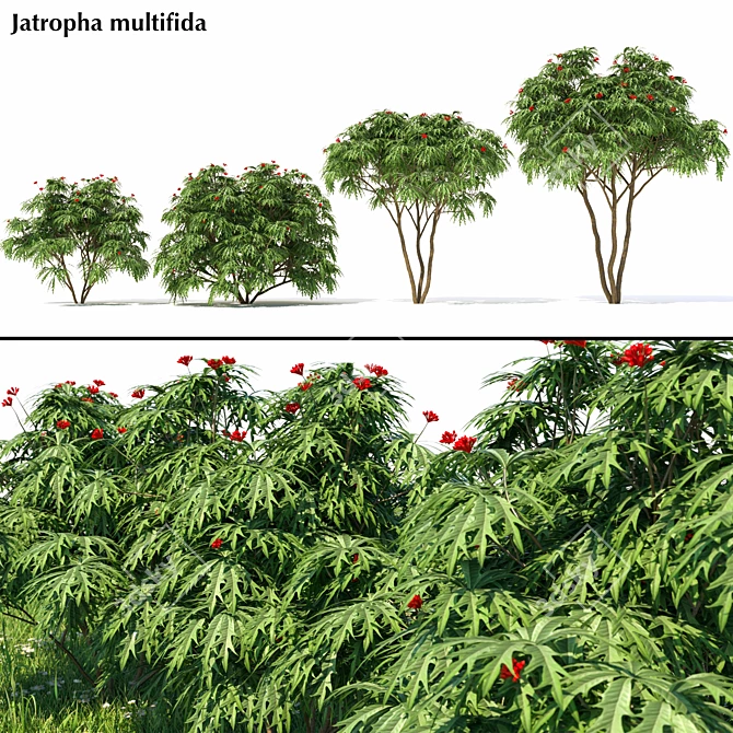 Jatropha Multifida Plant: Complete Production Solution 3D model image 1