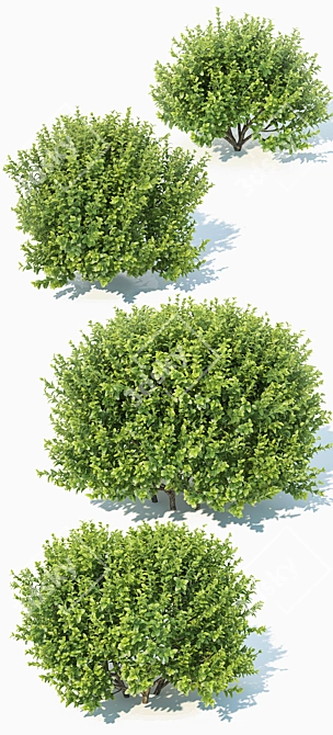 Versatile 11th Gen Buxus 3D model image 2